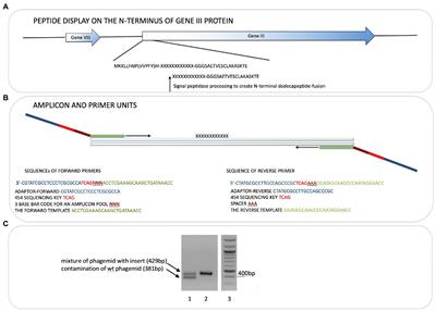 Next-generation sequencing of a combinatorial peptide phage library screened against ubiquitin identifies peptide aptamers that can inhibit the in vitro ubiquitin transfer cascade